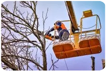 Podas y tala de árboles en altura